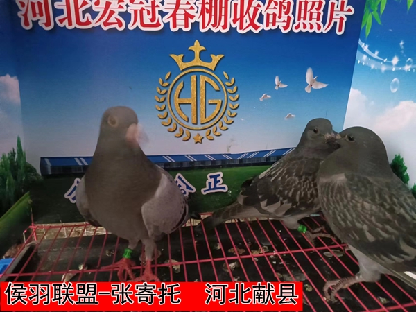 侯羽联盟 张寄托2