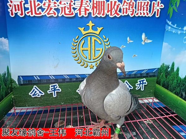 聚友缘鸽舍 王伟