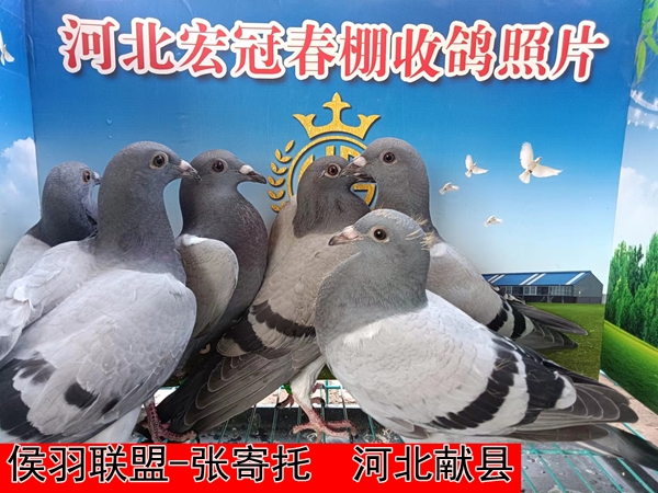 侯羽联盟 张寄托