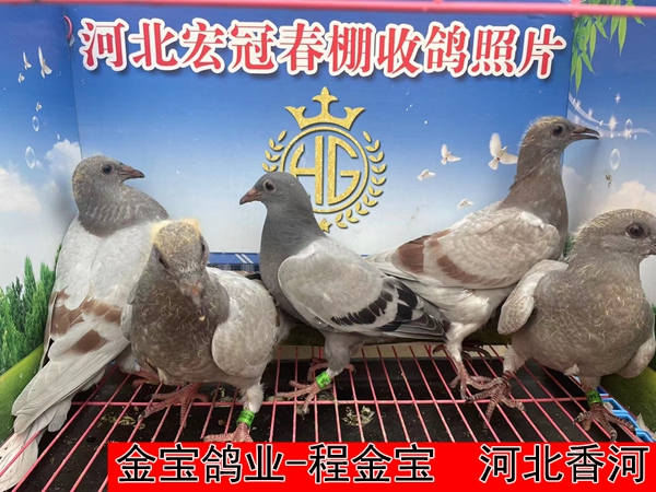 金宝鸽业 程金宝