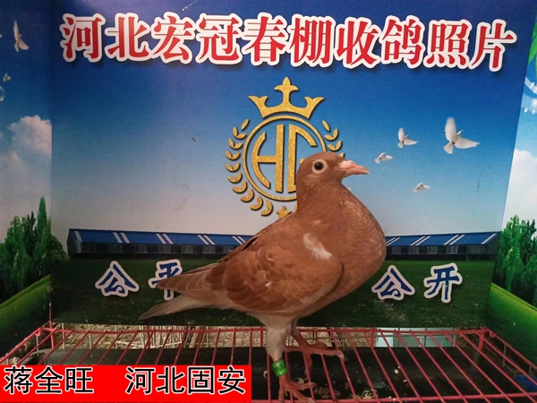 蒋全旺