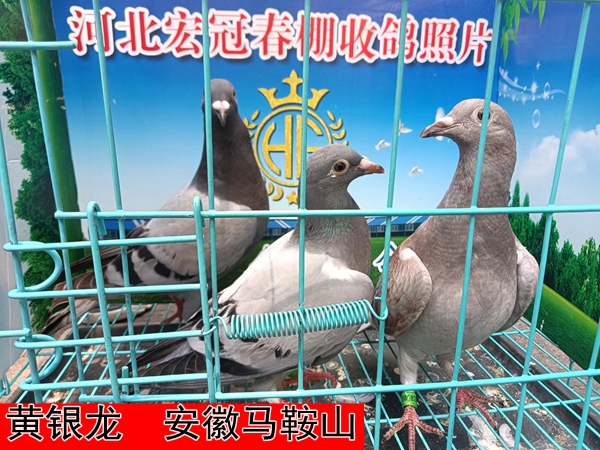 黄银龙2