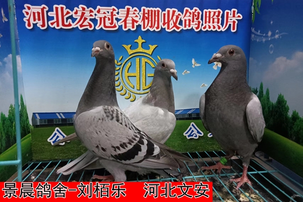 景晨鸽舍 刘栢乐