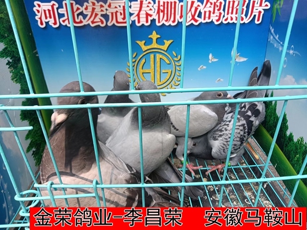 金荣鸽业 李昌荣