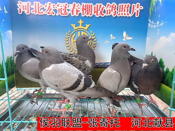 侯羽联盟 张寄托1