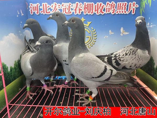 开尔鸽业 刘庆柏