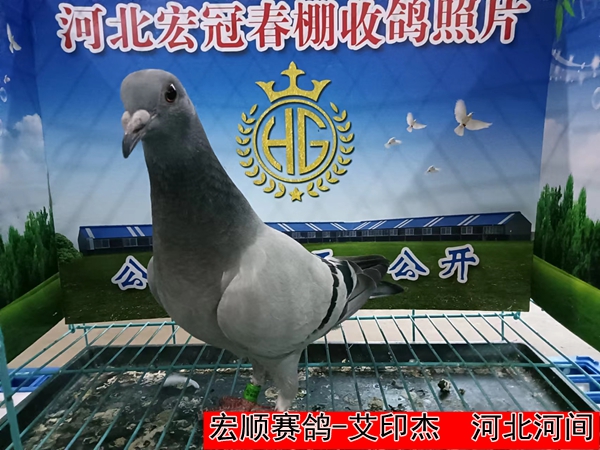 宏顺赛鸽 艾印杰