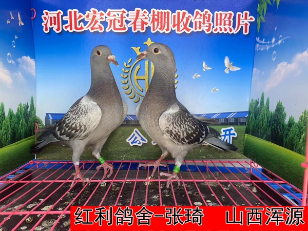 红利鸽舍 张琦