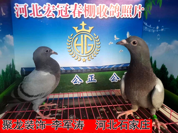 聚龙装饰 李军涛
