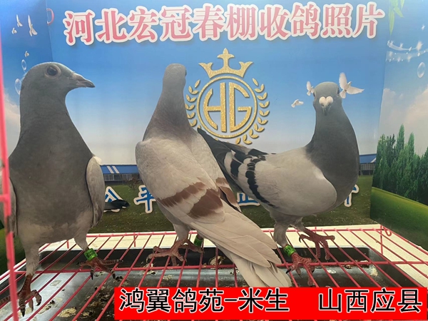 鸿翼鸽苑 米生