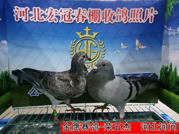 金鹰赛鸽 荣五杰