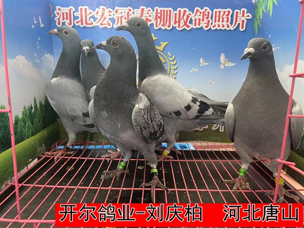 开尔鸽业 刘庆柏1
