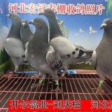 lWusfj