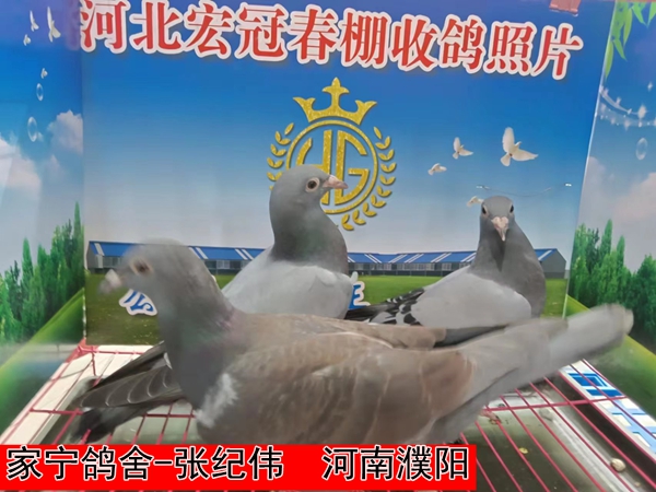 家宁鸽舍 张纪伟