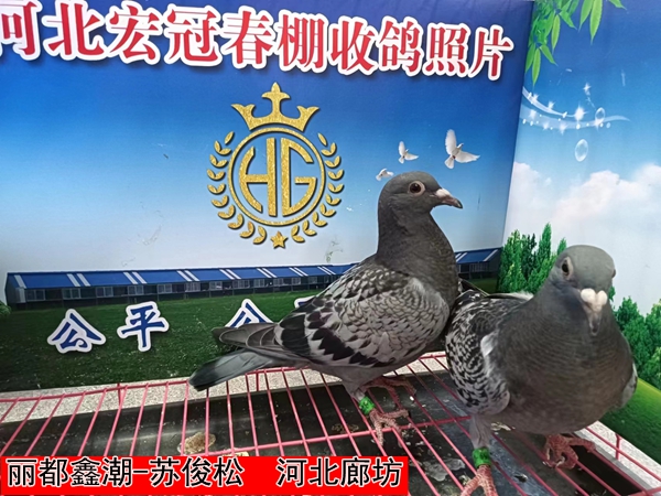 丽都鑫潮 苏俊松