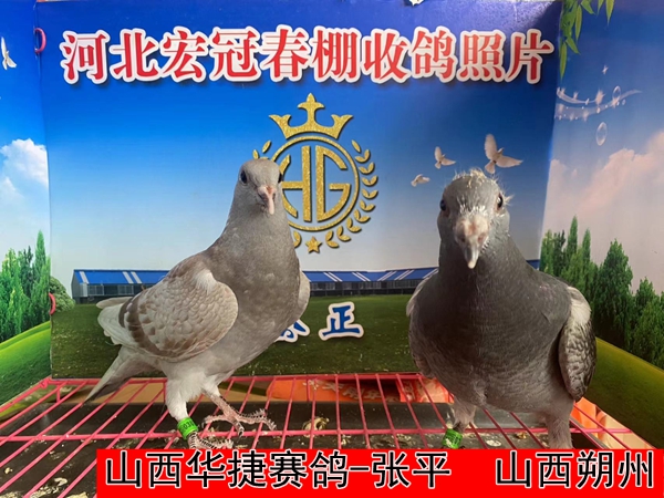 山西华捷赛鸽 张平