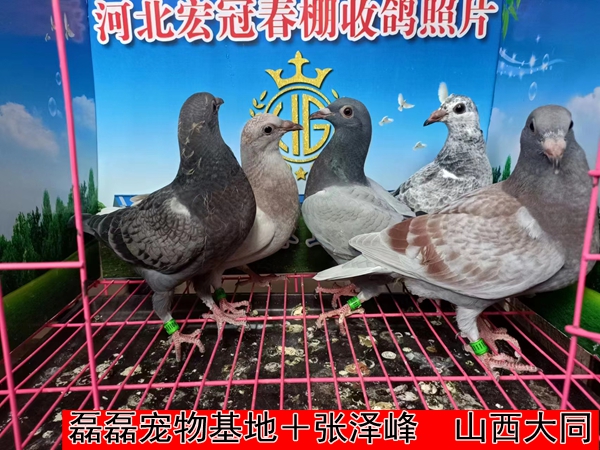 磊磊宠物基地＋张泽峰