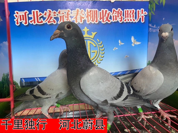 千里独行