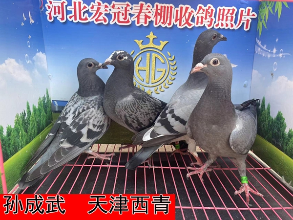 孙成武