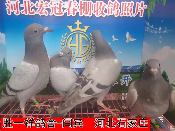 胜一祥鸽舍 闫宾