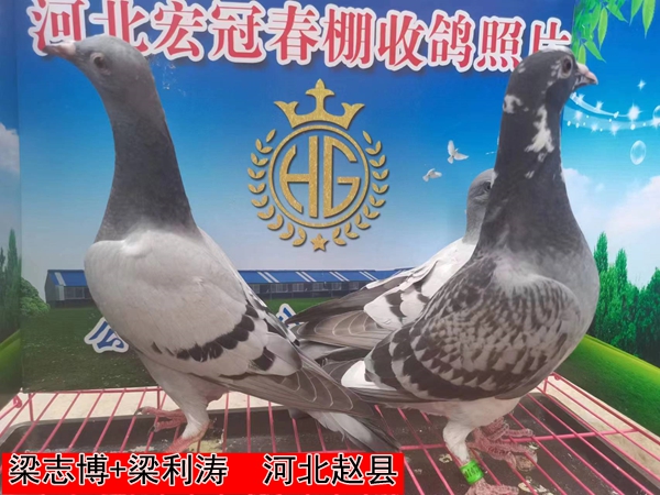 梁志博+梁利涛