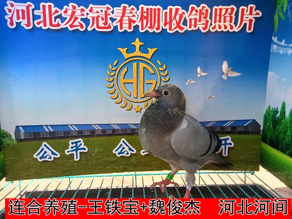 连合养殖 王铁宝+魏俊杰