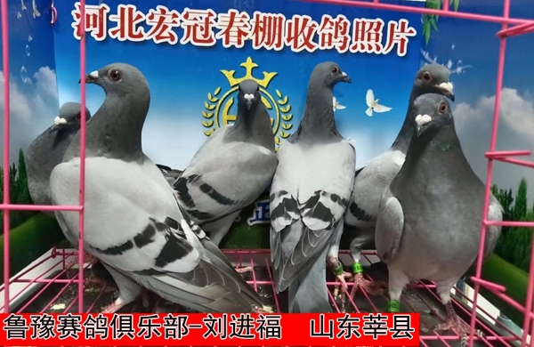 鲁豫赛鸽俱乐部 刘进福