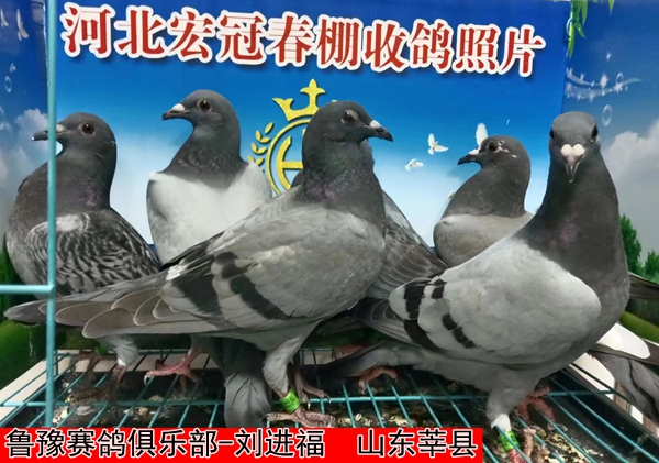 鲁豫赛鸽俱乐部 刘进福1