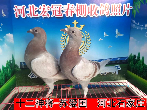 十二神将 苏爱国