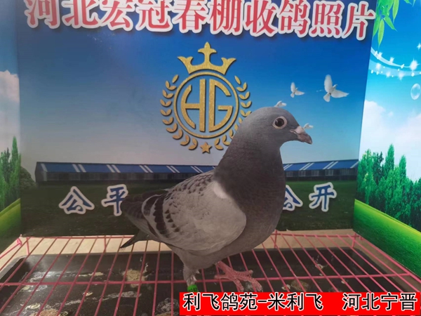 利飞鸽苑 米利飞