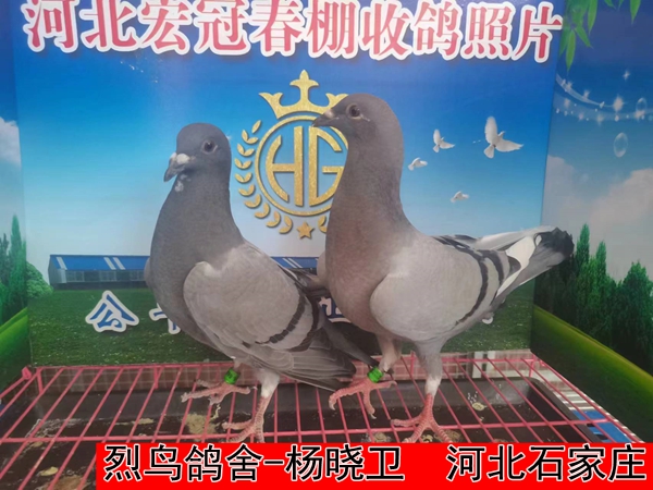 烈鸟鸽舍 杨晓卫