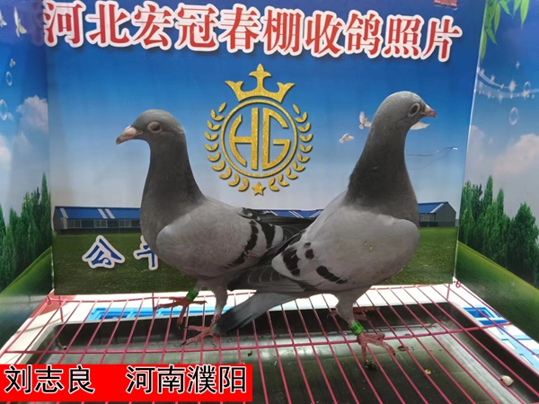 刘志良
