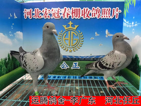 运腾鸽舍 李广东