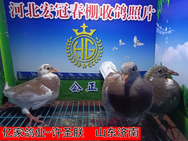 亿家鸽业 许圣朕