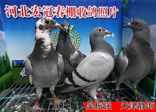 吴振强
