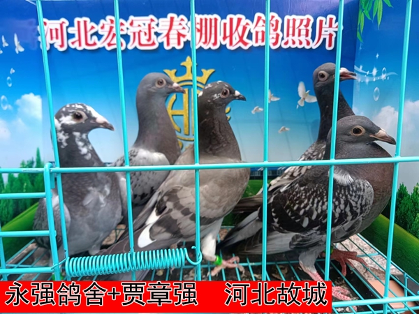 永强鸽舍+贾章强