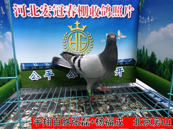 宇翔百胜张磊+杨福成