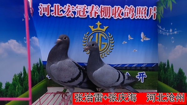 张治雷+张庆海