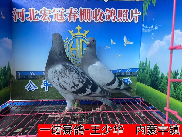一诺赛鸽 王少华