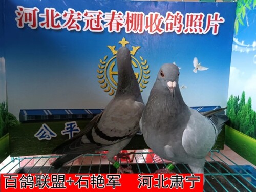 l1MIIf.jpg