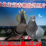 l1MIIf