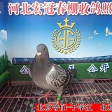 l1MZP4