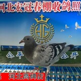 l1fpCq