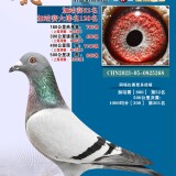 lMjcg7