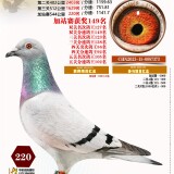 l6bKkP