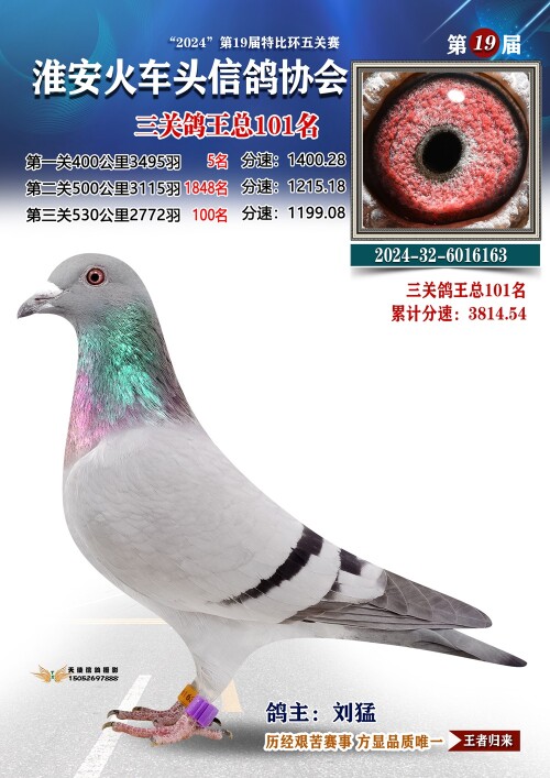 三关鸽王总101名