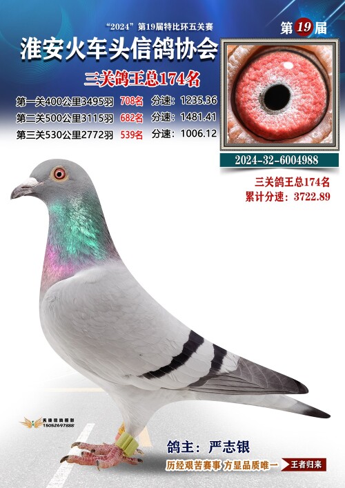 三关鸽王总174名
