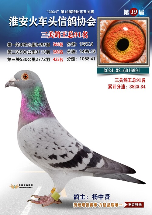 三关鸽王总91名