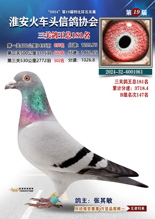 三关鸽王总181名