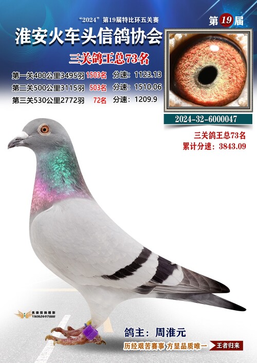 三关鸽王总73名